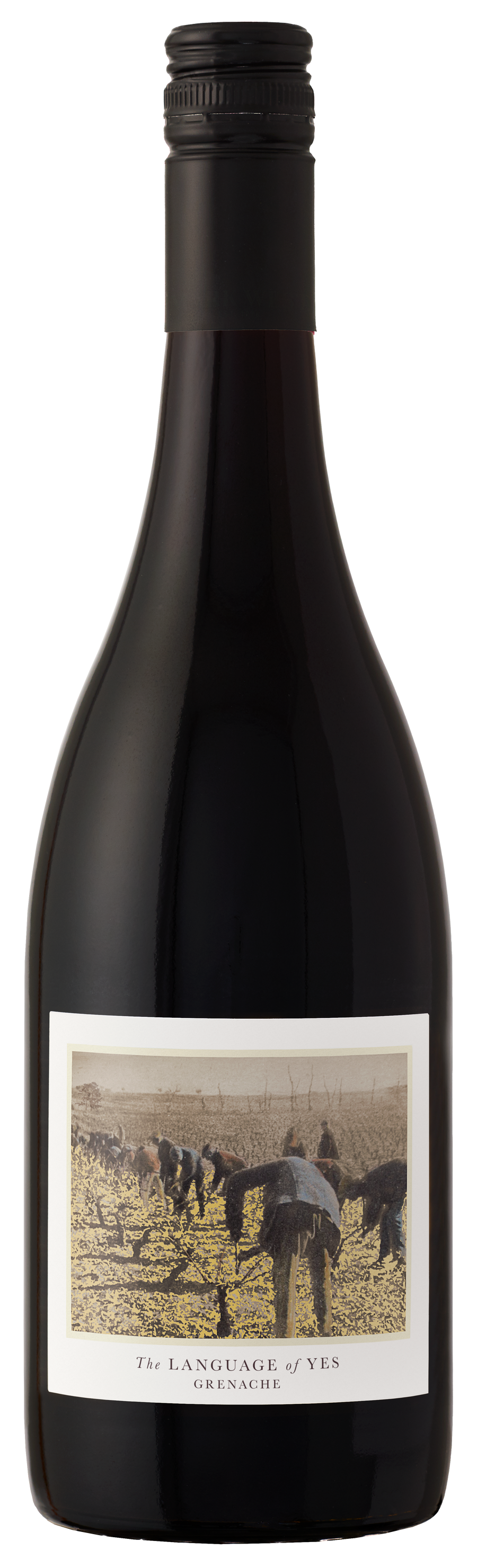 Buy Language Of Yes Grenache Santa Maria Valley 22 750ML Online -Craft City